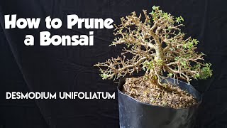 🌳 Broom Style Bonsai ✂️ Pruning a Desmodium Unifoliatum [upl. by Silvanus532]