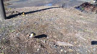 Spurwing plover protecting eggs [upl. by Turoff]