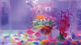 Collection of Cute Animalsglow fish koki fish koi fish turtletiny house background aquarium [upl. by Annaeoj]