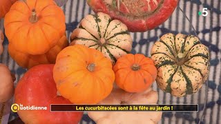 Courges potirons coloquintes  les cucurbitacées sont à la fête au jardin   La Quotidienne [upl. by Reinnej]