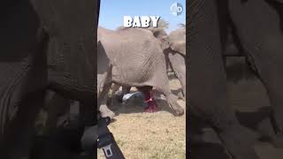 How Elephants Protect Their Babies A Mother’s Instinct in Action [upl. by Irovi]