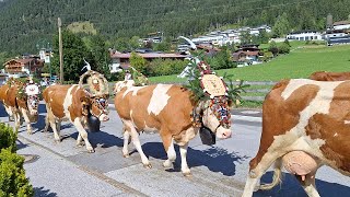 Almabtrieb in Maurach am Achensee Tirol [upl. by Tarah]