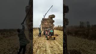 The process of loading corn stalks with simple tools [upl. by Cos]