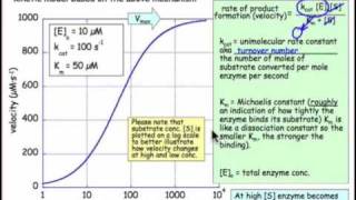 Enzyme Kinetics [upl. by Alidia97]