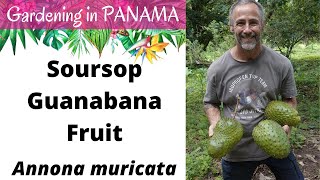 Soursop Harvesting amp a Smoothie Recipe Panama Gardening [upl. by Rowney]