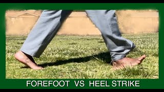 Forefoot vs Heel Strike Walking In Response to the Response to Bob and Brad In Depth [upl. by Kacey]