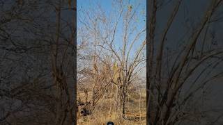 Leopards Hunting animals wildlife lion viralvideo shortsfeed [upl. by Inus134]