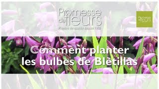 Planter des Orchidée rustiques  les Bletillas [upl. by Noby]