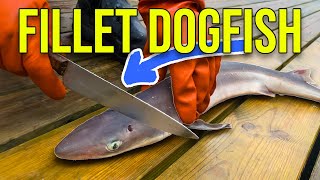 Filleting Dogfish Complete Guide by Fisherman Safety Tips and Full Boneless Fillet Breakdown [upl. by Hands861]