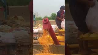 CORN CROP  Cultivation  Complete Process  Makai ki Fasal [upl. by Jeniece]