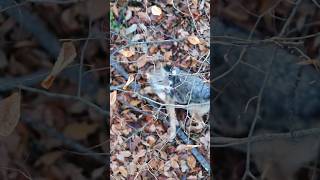 Coyote at 3 yards Bow Kill huntingseason hunting deerhunting predatorhunting [upl. by Schweiker]