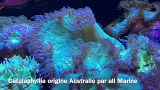 Catalaphyllia Australie par all Marine [upl. by Adnilra]