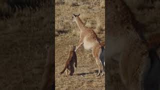 When Speed Isnt Enough The Pumas Unsuccessful Attempt to Make a Llama Its Prey [upl. by Talich]