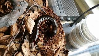 Scolopendra galapagoensis live feeding 1080pHD Feasting of Darwins Goliath Centipede [upl. by Singband]