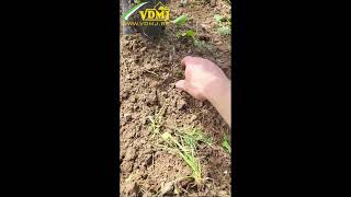 🍇 Mechanical weed control undervine vineyard weeding  VDMJ Machinery [upl. by Williamsen]