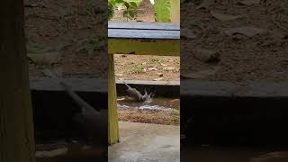 Birds playing in water Suriname na een regenbui genieten de vogels van een lekker bad [upl. by Dugan333]