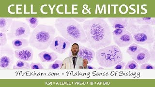 Cell replication  Cell Cycle and Mitosis  Post 16 Biology A Level PreU IB AP Bio [upl. by Anya455]