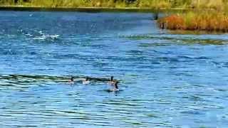 Release of Common Mergansers [upl. by Drice]