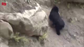 Rare Formosan black bear sighted [upl. by Manville748]