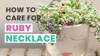 BEST TIPS  HOW TO CARE FOR RUBY NECKLACE OTHONNA CAPENSIS  SENECIO SUCCULENT [upl. by Rudiger]