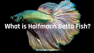 Halfmoon Betta  What is halfmoon betta fish  How big do betta fish get [upl. by Aynor532]