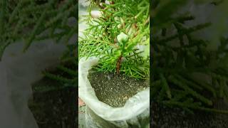 planted thuja plant nature plants shorts [upl. by Leribag]