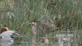 Baikal Teal  drake 28Dec2023 [upl. by Ilenay]