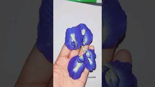 Butterfly with flowers🦋🌼titli butterfly ytshorts shortvideo newshorts vlog trendingshortsart [upl. by Hernardo588]