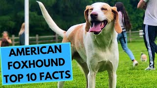 American Foxhound  TOP 10 Interesting Facts [upl. by Anaicilef]