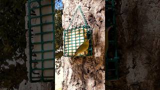 Orangecrowned Warbler🐦Oak Tree Suet Snack orangecrownedwarbler [upl. by Enawd]