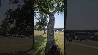 Michilimackinac State Park here in Mackinaw City Michigan shortsvideo shorts mackinawcity lake [upl. by Rexanne201]