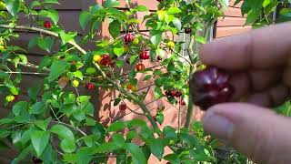 Black Suriname cherry Eugenia Uniflora Delicious productive Must grow GrowFood [upl. by Dine]