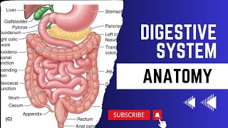 Digestive system  Alimentary canal  Anatomy  UrduHindi  PharmaEduVerse [upl. by Dibbrun]