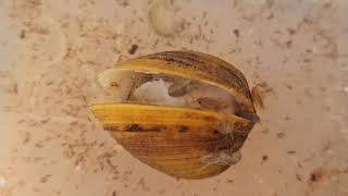 Freshwater amphipods are attacking an Asian Clam [upl. by Airot]