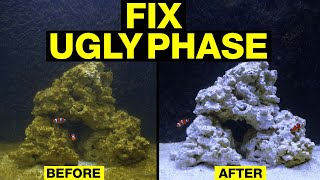 Top 10 Fixes to Turn the Nasty Brown Stage of Your Saltwater Tank Cycle Around [upl. by Rosol]