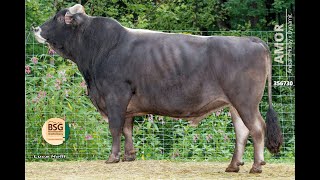 AMOR 10356730 – BSG Brown Swiss zum verlieben [upl. by Akcinahs]