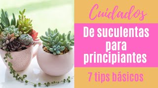 👩🏼‍🌾 Cómo cuidar tus suculentas 7 tips básicos PARA PRINCIPIANTES [upl. by Veron613]