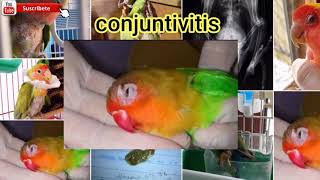 Agapòrnis Conjuntivitis Causa y SoluciónConjuntivitis LorooConjuntivitis Periquitos [upl. by Wulf]