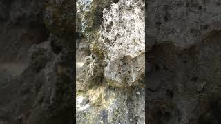 water dripping from the stone satisfying shortvideo shorts video stone nature [upl. by Ardnoik]