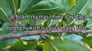 Cách làm nụ mai nhiều dày đặcvà thúc nụ dưỡng nụ giữa tháng 10âL này [upl. by Dinnie]