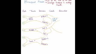 Brachial Plexus made easy  USMLE  PLAB  Medical school [upl. by Eimrej]