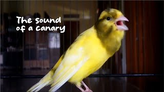 The sound of a canary singing will surely make your canary sing 2 [upl. by Giovanna]