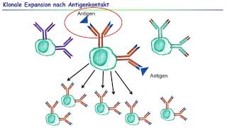 23 Primäre lymphatische Organe  Lymphozytenreifung [upl. by Madea]