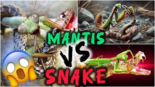 Mantis vs Snake 🐍 Fight 😱 snake mantis insects [upl. by Fagen523]