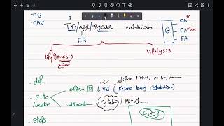 CVS biochemistry TAG metabolism [upl. by Iormina]