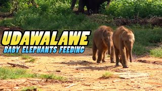 Baby Elephant Feeding ELEPHANT TRANSIT HOME  Udawalawe  Sri Lanka 4k [upl. by Biel]