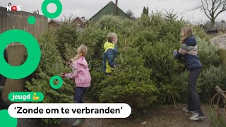 Wat gebeurt er met de 25 miljoen Nederlandse kerstbomen [upl. by Leggat571]