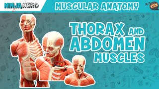 Muscles of the Thorax amp Abdomen  Anatomy Model [upl. by Ettelloc660]