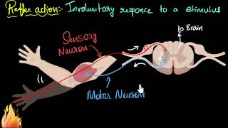 Reflex action amp reflex arc  Control amp Coordination  Biology  Khan Academy [upl. by Eirolav]