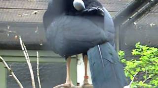 Northern Helmeted Curassow  Zoo Antwerp [upl. by Jacinto]